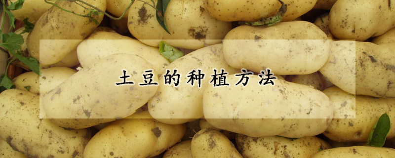 土豆的种植方法
