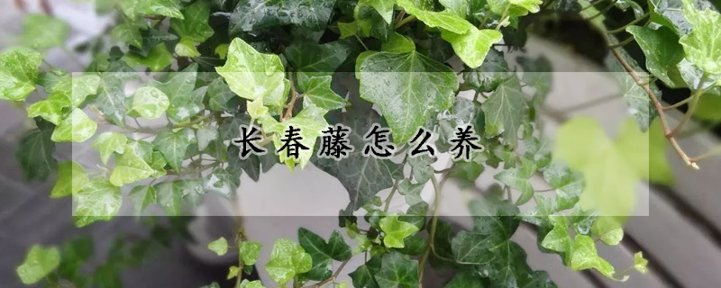 长春藤怎么养