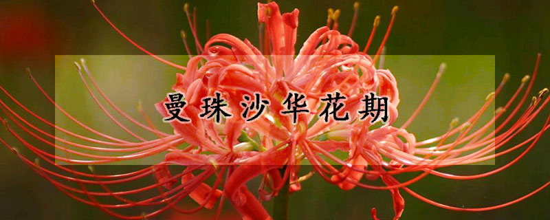 曼珠沙华花期