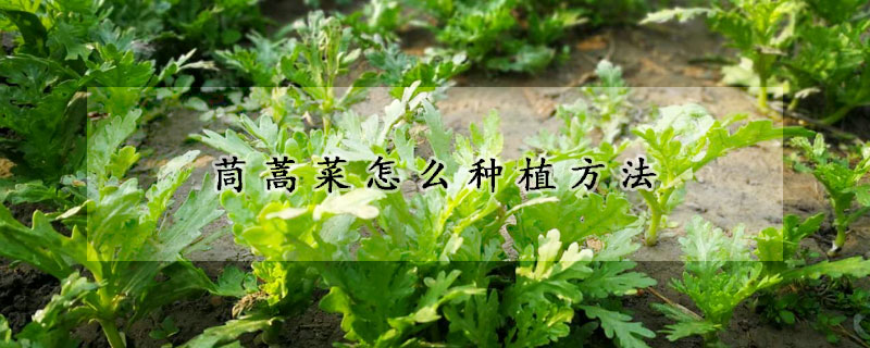 茼蒿菜怎么种植方法