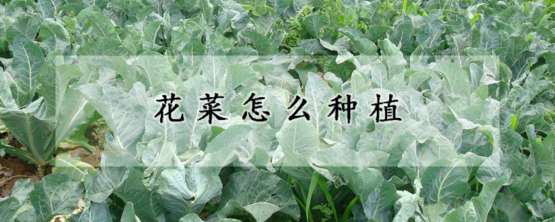 花菜怎么种植