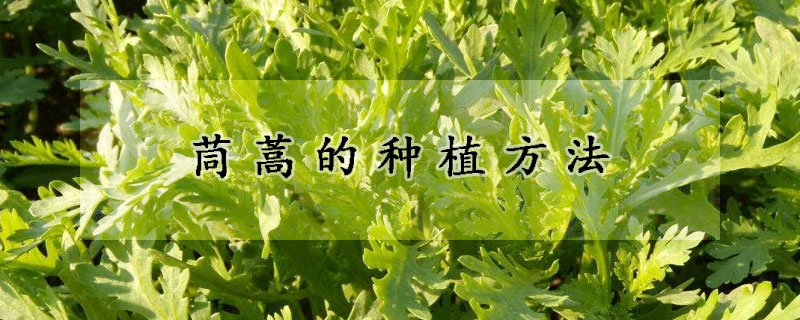 茼蒿的种植方法