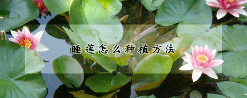 睡莲怎么种植方法