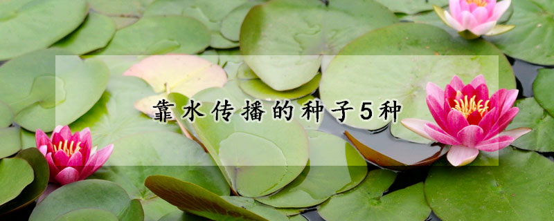 靠水传播的种子5种