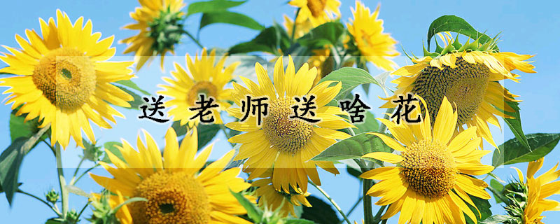 送老师送啥花