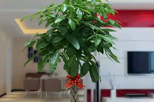 客厅冬季耐寒植物