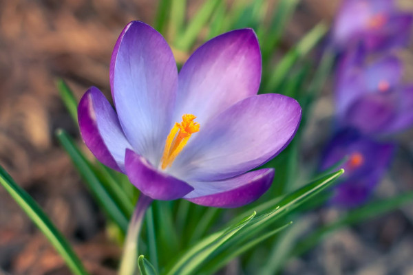 藏红花怎么种