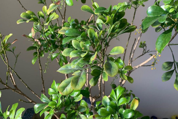 萝卜的种植方法