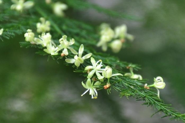 文竹开花象征着什么