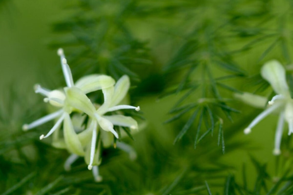 文竹开花象征着什么