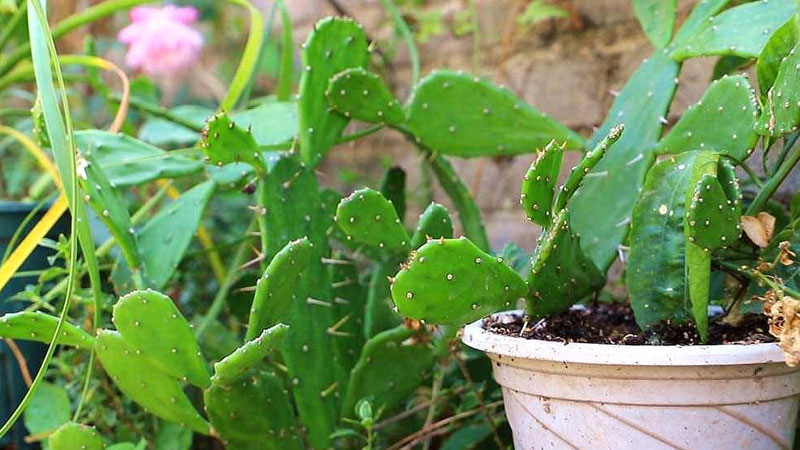 仙人掌是草本植物还是木本植物