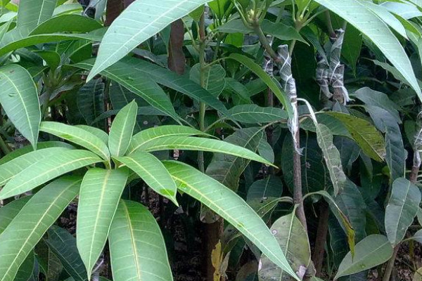 芒果树苗的种植方法