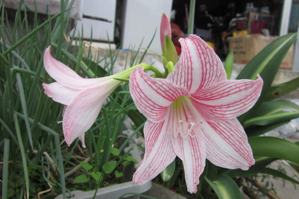 百合花谢后怎么留种子