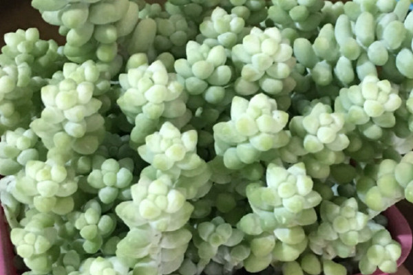多肉老桩怎么养成造型