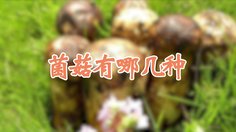 菌菇有哪几种