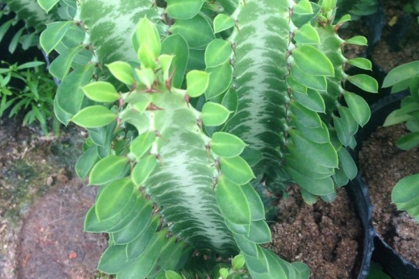 龙骨植物风水作用 龙骨植物的寓意