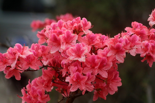 杜鹃花为什么是禁忌 养杜鹃花有什么讲究吗