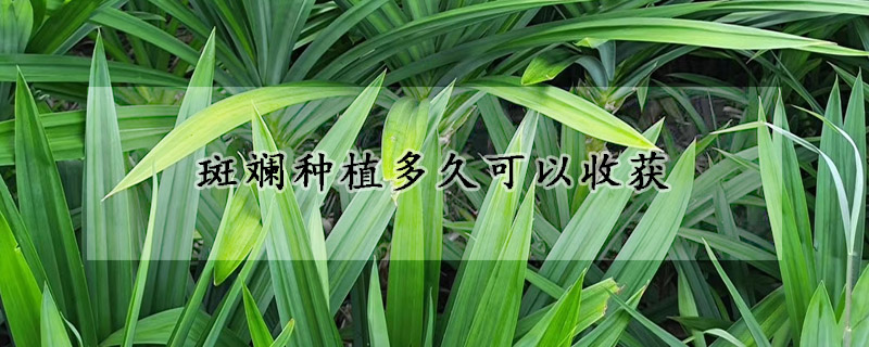 斑斓种植多久可以收获