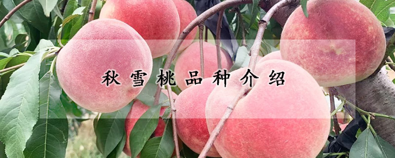 秋雪桃品种介绍