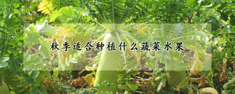 秋季适合种植什么蔬菜水果