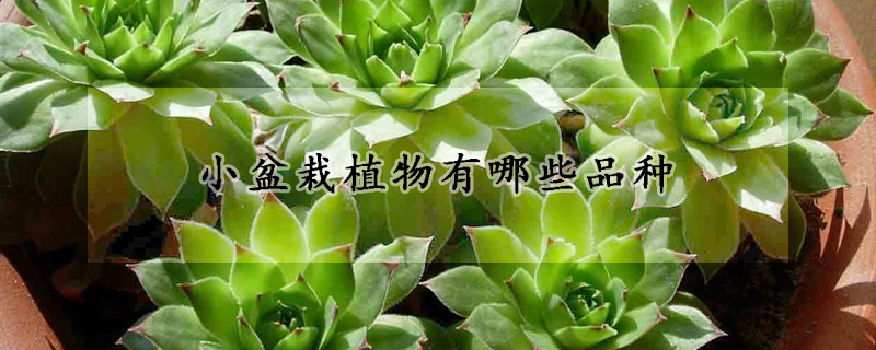 小盆栽植物有哪些品种