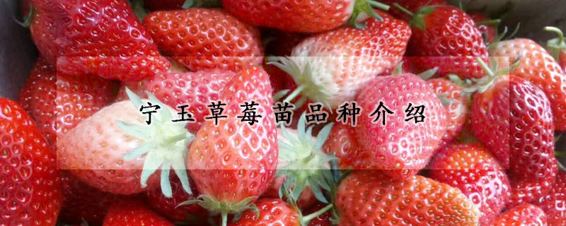 宁玉草莓苗品种介绍