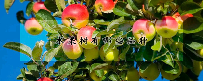 水果树有哪些品种