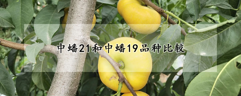 中蟠21和中蟠19品种比较