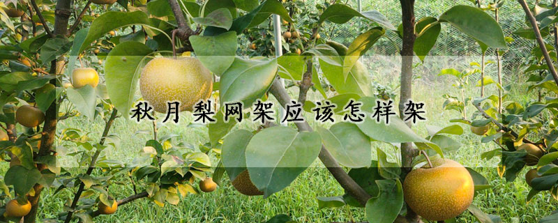 秋月梨网架应该怎样架