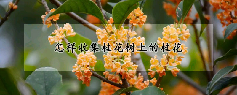 怎样收集桂花树上的桂花