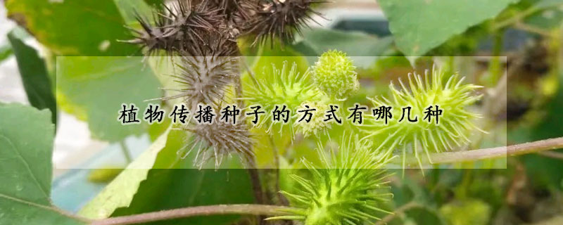 植物传播种子的方式有哪几种