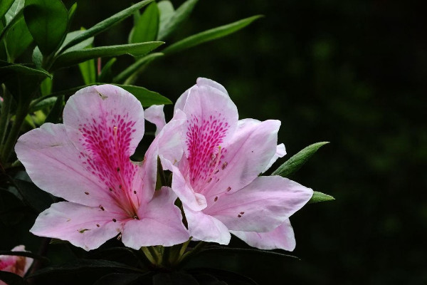 杜鹃花在风水上的意义 杜鹃花象征什么