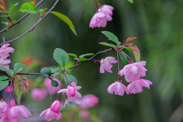 为什么说海棠花不吉利 海棠花象征着什么意义