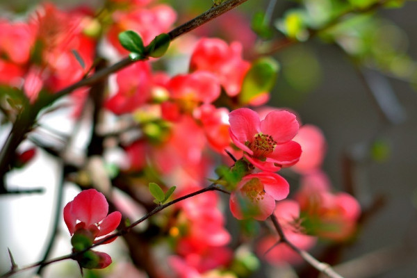 为什么说海棠花不吉利 海棠花象征着什么意义