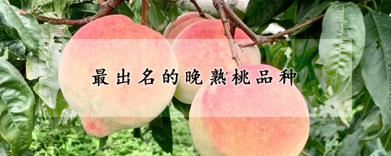 最出名的晚熟桃品种