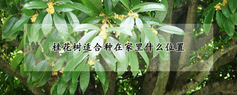 桂花树适合种在家里什么位置