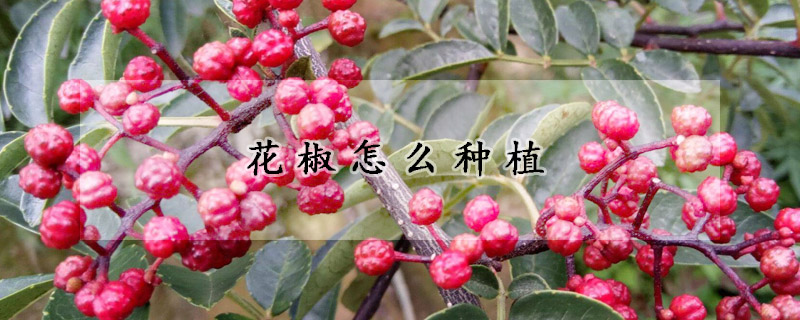 花椒怎么种植