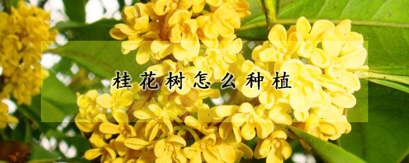 桂花树怎么种植