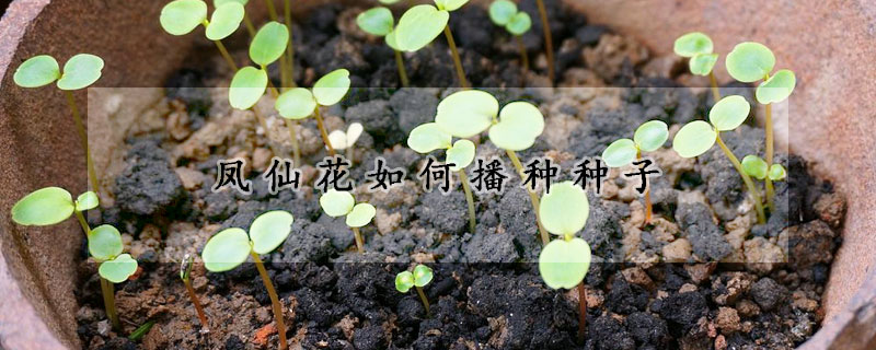 凤仙花怎么耕种种子 —【发财农业网】