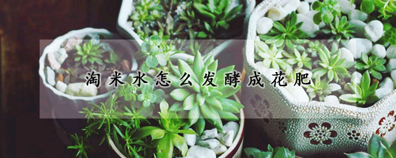 淘米水怎么发酵成花肥