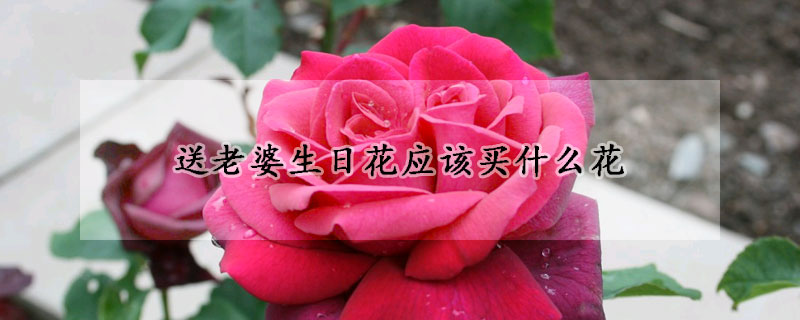 送老婆生日花应该买什么花