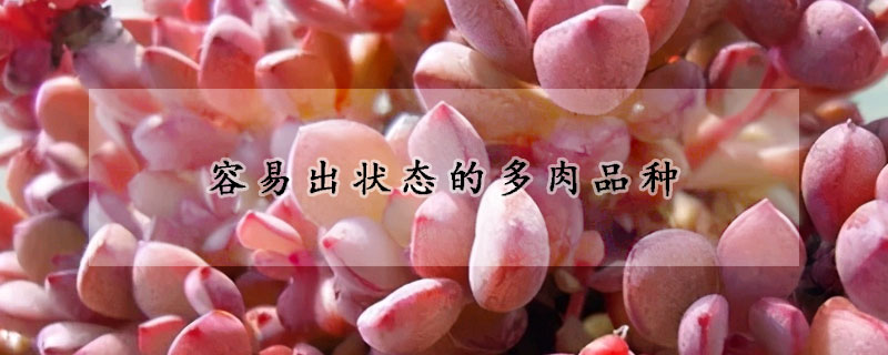 容易出状态的多肉品种
