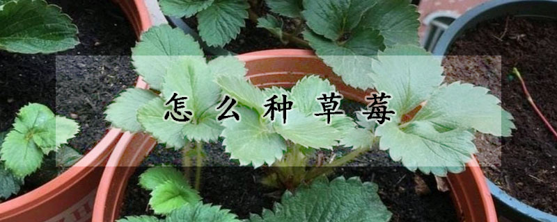 怎么种草莓