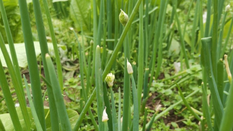 葱苗的种植方法和时间