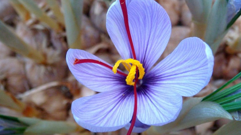 藏红花球怎么种植容易成活