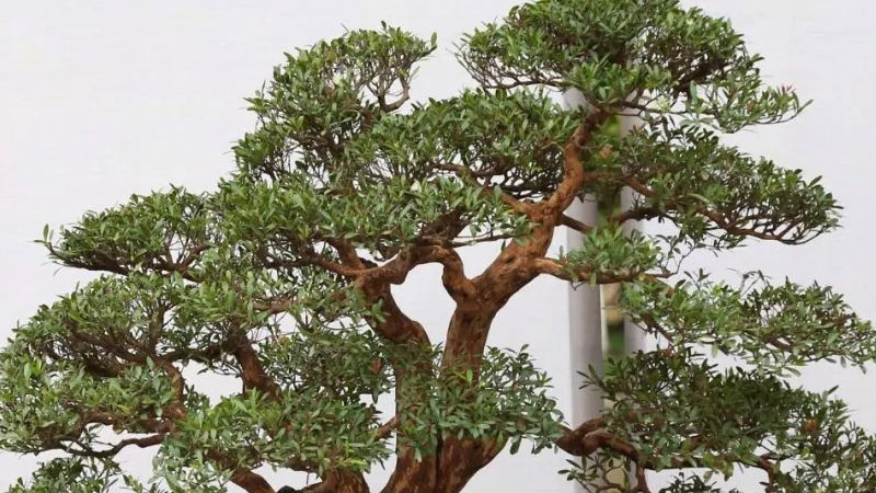 赤楠盆景怎么养