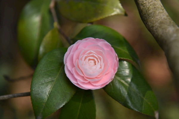 家里种茶花吉利吗 家里种茶花有什么讲究