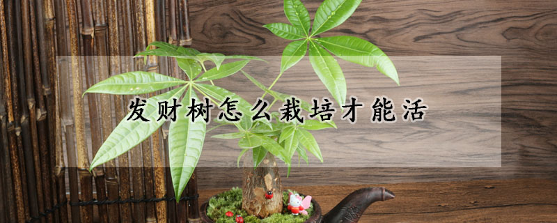 发财树怎么栽培才能活