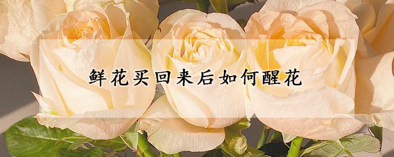 鲜花买回来后如何醒花