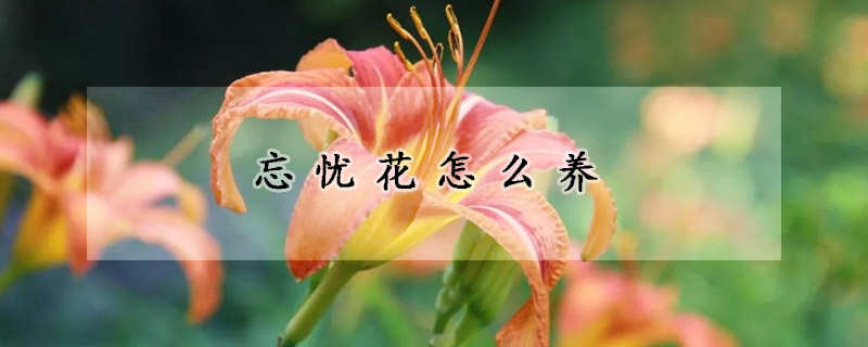 忘忧花怎么养